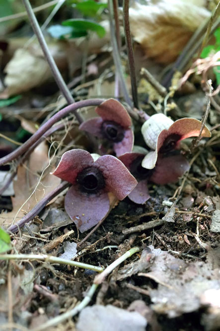 ランヨウアオイ　　この花は大きく径が4cm近くありました