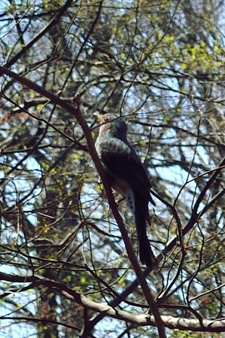 なんという野鳥だろう？　4〜5羽はいた