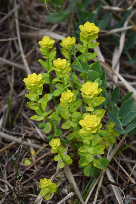 不明の花　君の名は？