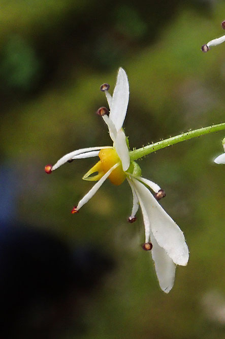 ウチワダイモンジソウの花の側面