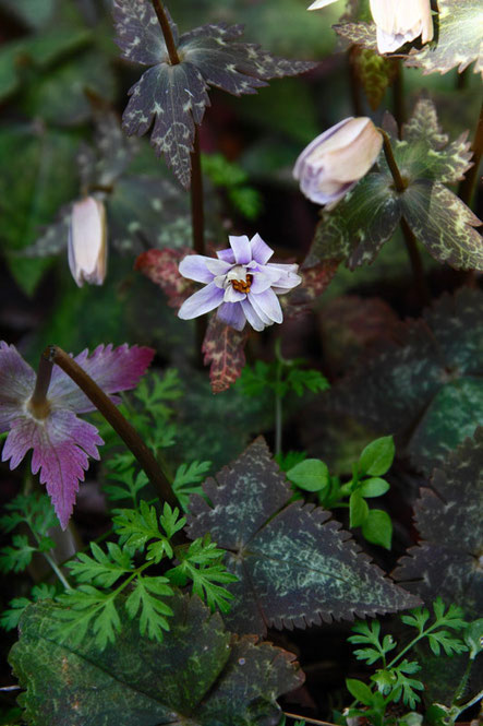 ユキワリイチゲ　　やっと半開状態になった花が数個見つかりました