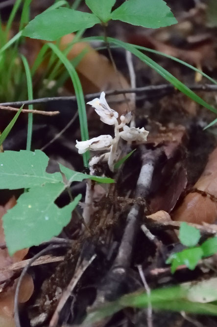 妙な植物を見つけた。離れて見るとギンリョウソウのようでもあり...？