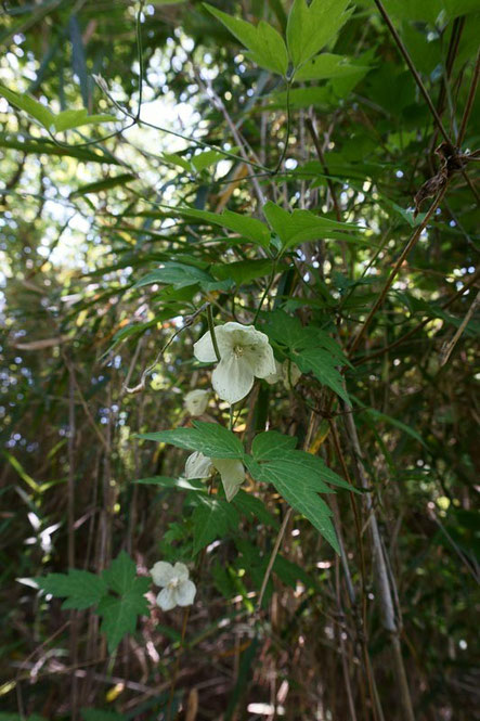 　シロバナハンショウヅル (白花半鐘蔓)　花はほぼ終わっていた