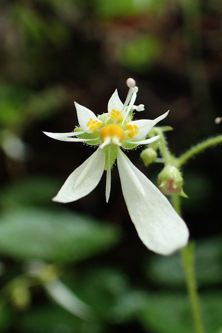 ハルユキノシタの花は下の2弁が大きく、上の3弁には黄色の紋があります