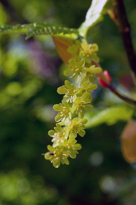 ナゾの木の花。　なんだろう？　木の花は苦手。