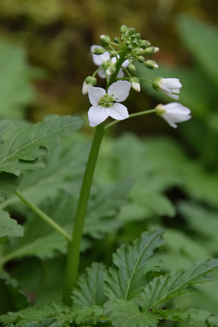 ヒロハコンロンソウの花　　4弁の花は、咲き始めでした