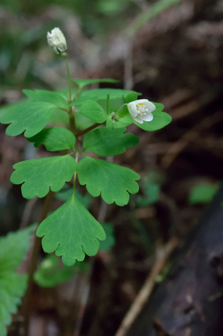 トウゴクサバノオ　　曇り空なので花を閉じてしまっていた