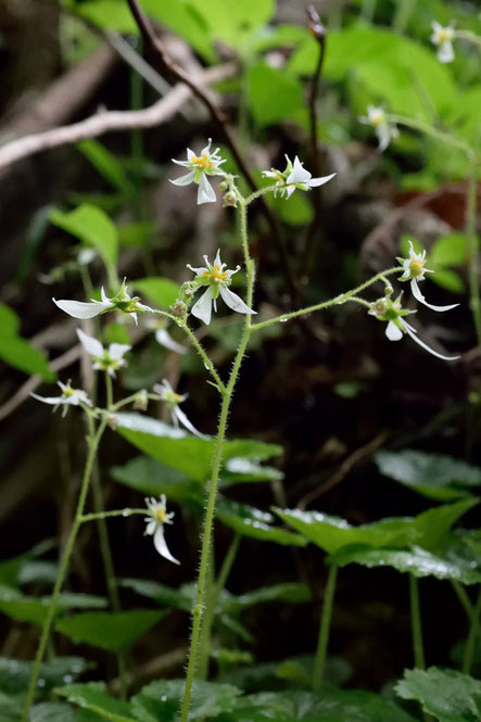 ハルユキノシタの葉や花茎には、腺毛があります