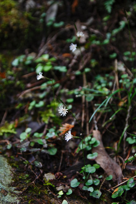 キッコウハグマ　　ここでは閉鎖花は少なく、開花している花が多かった