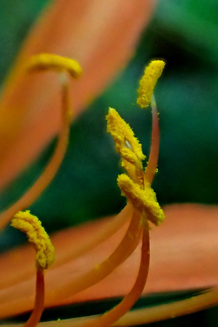 キツネノカミソリ　葯は裂開し花粉が出ていました