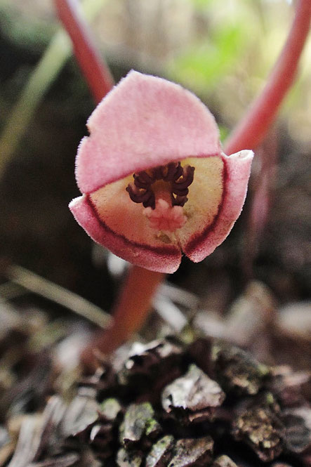 開花間もない若いフタバアオイの花　　2010.05.01　岐阜県