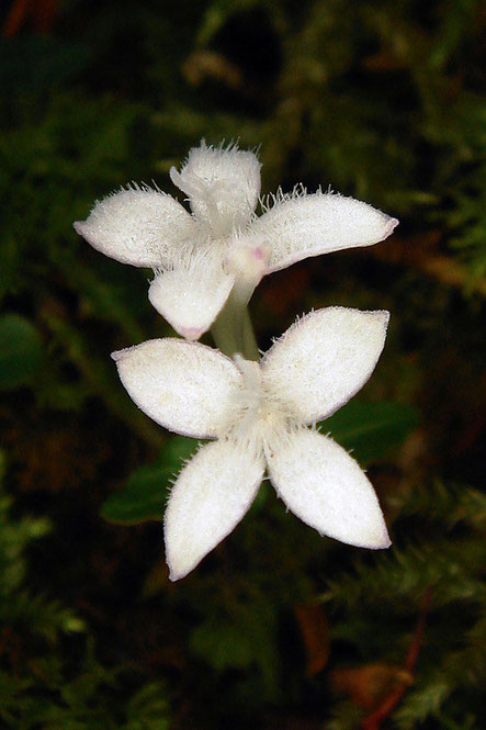 ツルアリドオシの花冠の内側には、毛が生えています。