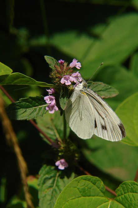 　クルマバナ　　2008.08.03　長野県　霧ヶ峰