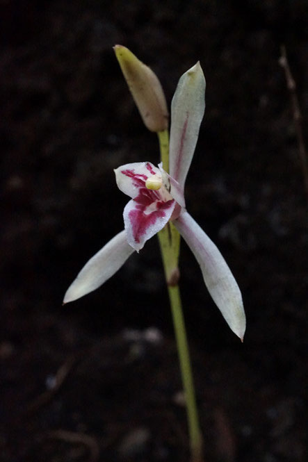 マヤラン　菌従属栄養植物のため葉はない