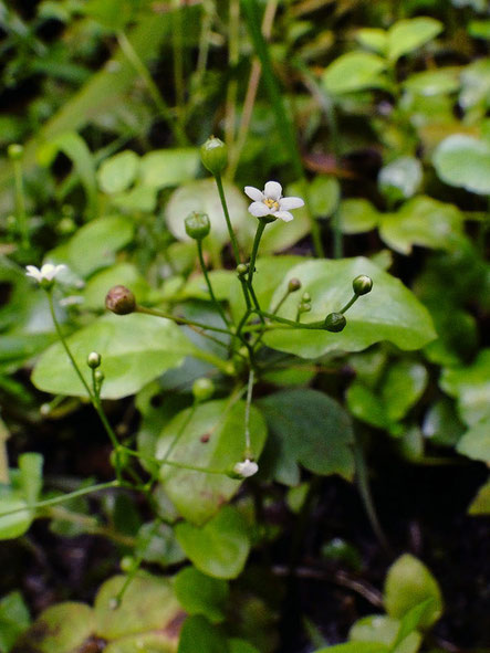 　ハイハマボッス　花の直径は2〜3mm　環境省が準絶滅危惧に指定