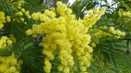 mimosa curativa