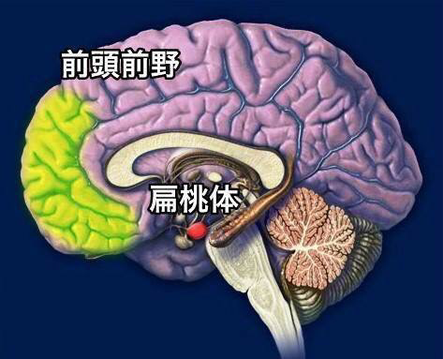 脳の偏桃体の興奮を前頭前野がコントロール