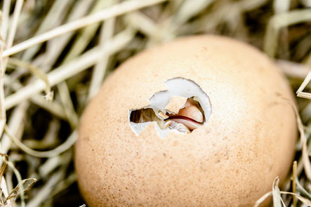 Ei, Eierschale, Entwicklung, Küken, Wachsen, Ego