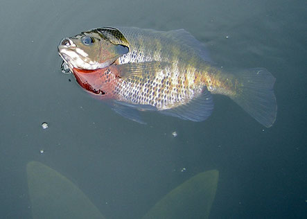 Bluegill comes in for the release.