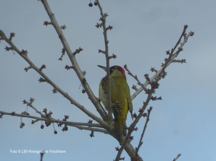 Grünspecht im Baum - Foto © Ute Wild