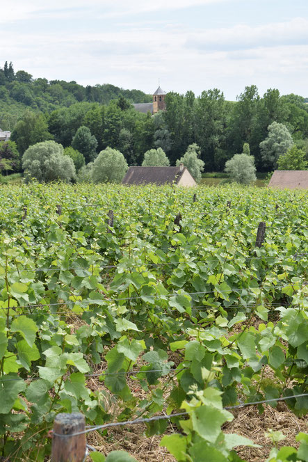 AOC-Menetou-Salon-Morogues-village-vineyard-Cher-department-Loire-Valley