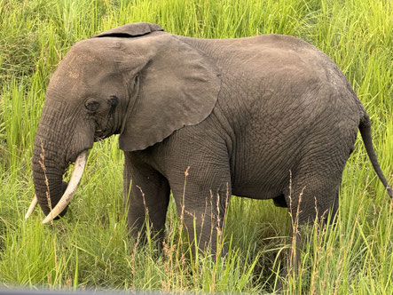 Elefanten gehören zu den beliebtesten Tieren im "Queen Elizabeth National Park" am Eduardsee