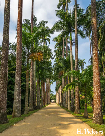 Aléia Barbosa Rodrigues, Botanischer Garten, Rio de Janeiro
