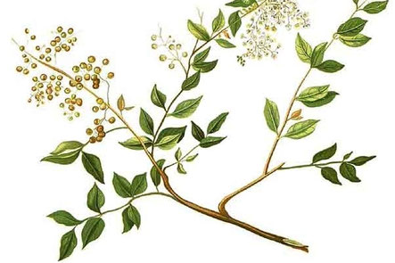Planta Lawsonia inermis, alheña, arjeña o  henna.