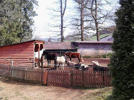 Gnadenhof Meinerzhagen - ein etwas anderer Ponyhof