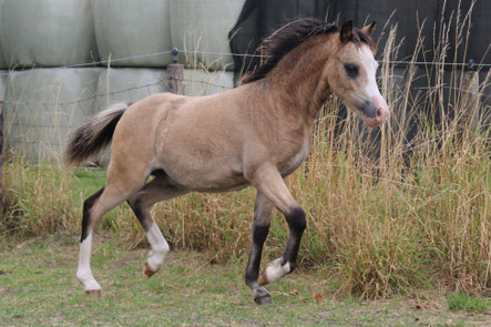 Oostdijk's Ceridwen Manwë (Islyn Derwyn x Oostdijk's Ceridwen Míriel, Ster)