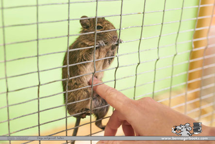 Gitterkäfig für Degu, Degukäfig, Degukäfig kaufen, Degu kaufen, Degu Liebe, Deguterrarium, Nagerterrarium, Nagarium, Tierschutz, Nagetiere, Säugetiere, Ben Nagernagerbooks.com, Basel, Switzerland