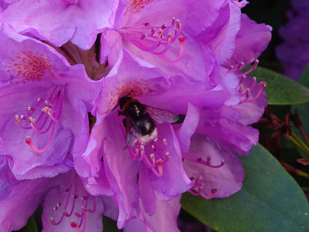 Hummel in einer Rhododendronblüte