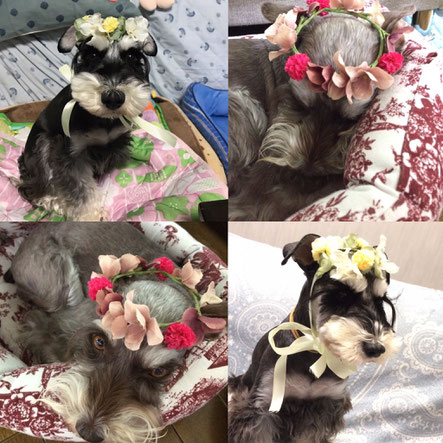 犬連れ ワークショップ 花冠 チョーカー