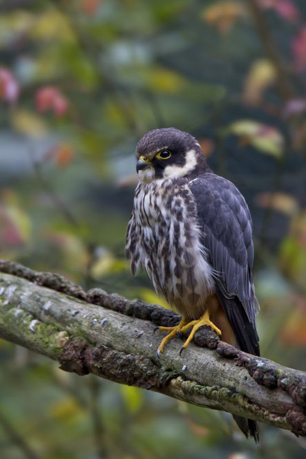 Baumfalke (Foto: Marcus Bosch - LBV Bildarchiv) 