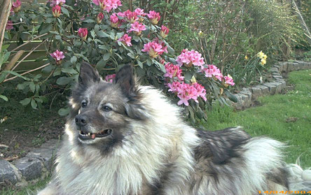 Wolfsspitz NIKKEL
