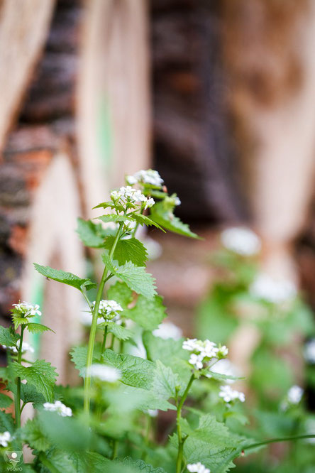 knoblauchsrauke alliaria petiolata | www.visovio.de | würzkraut heilkraut