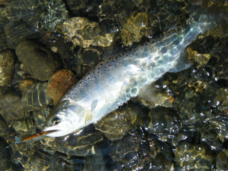 なんか、夏山女魚って、華麗ではないですか?