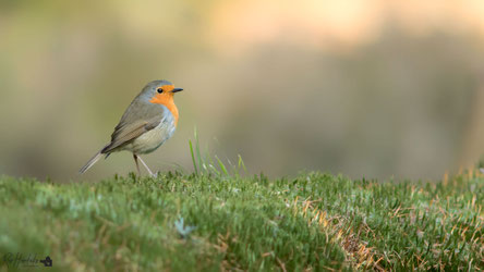 Roodborst