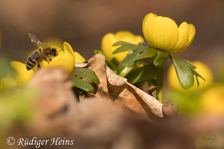 Biene sucht Nektar an Winterling (Eranthis hyemalis) - 22.2.2021