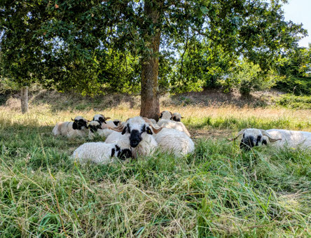 Brebis Nez Noir du Valais au printemps dans notre élevage familial
