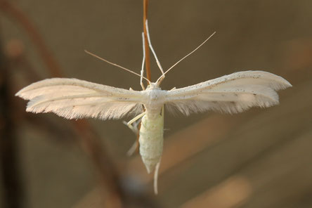 Schlehengeistchen Pterophorus pentadactyla