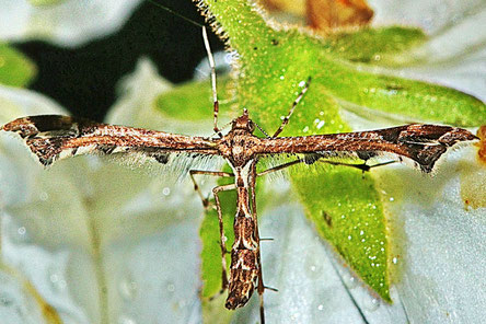 Amblyptilia acanthadactyla 