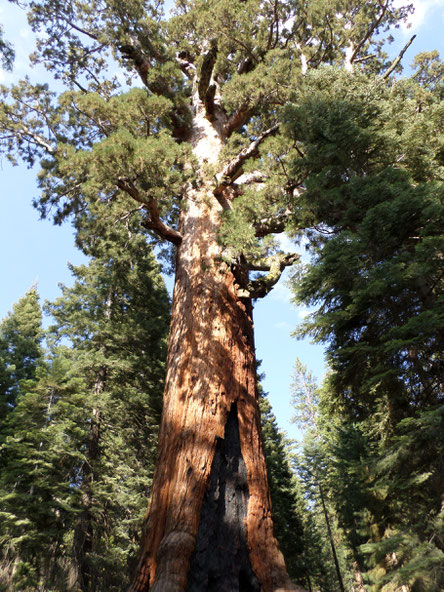 Le Grizzly Giant, haut de 63 mètres avec une circonférence de 28 m et vieux de plus de 1900 ans, voila qui impose le respect !