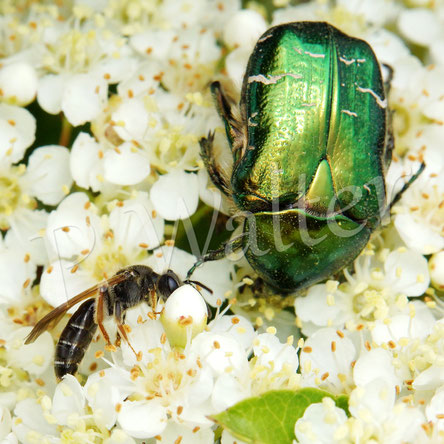 Bild: Goldglänzender oder Gemeiner Rosenkäfer, Cetonia aurata, Cetoniinae, Blatthornkäfer, Scarabaeidae, Käfer, Coleoptera, Blüte, Feuerdorn, Pyracantha