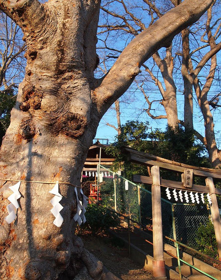 1月9日（2015）　瀧神社の大ケヤキ（府中市）：瀧神社は、大國魂神社の末社で、くらやみ祭り（例大祭）の時に神人、神馬が滝の水で身を清めると由緒書きにある。大ケヤキは、樹高18ｍ、幹周が4.3ｍとのこと。周辺にも巨木が林立している場所