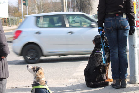 zwei Hunde warten an einer Straße mit Autoverkehr