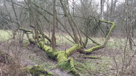 mgestürzter baum im urwald von morgen im NSG boberger niederung