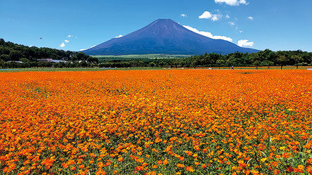 画像提供：山中湖花の都公園