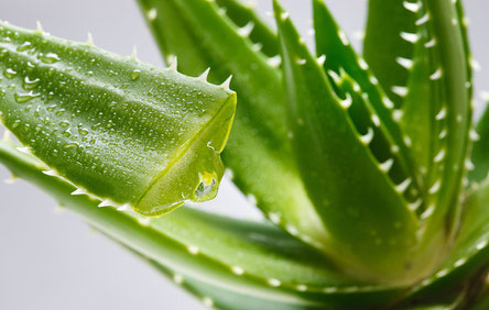 gel aloe vera beaute, gel aloe vera bienfaits, bienfaits gel d'aloes, bienfaits aloe vera, peau aloe vera