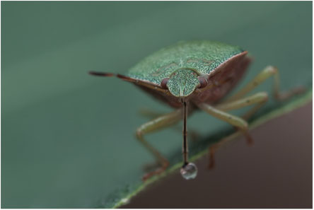 GRÜNE STINKWANZE (PALOMENA PRASINA)